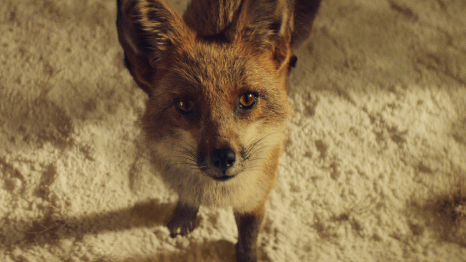 John Lewis Christmas Advert 2016: Buster The Boxer, Visual Effects: Moving Picture Company